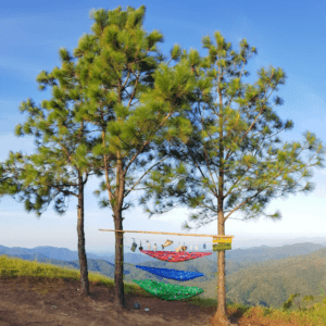 Đồi hai Cây Thông