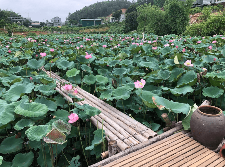 Đầm sen Hải Thảo - Nông Tiến - Tuyên Quang