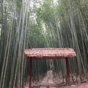 Rừng Trúc Thành Công - Nguyên Bình - Cao Bằng