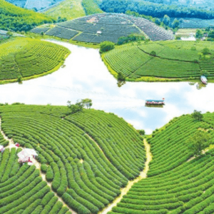 Đảo Chè Thanh Chương - Thanh Chương - Nghệ An