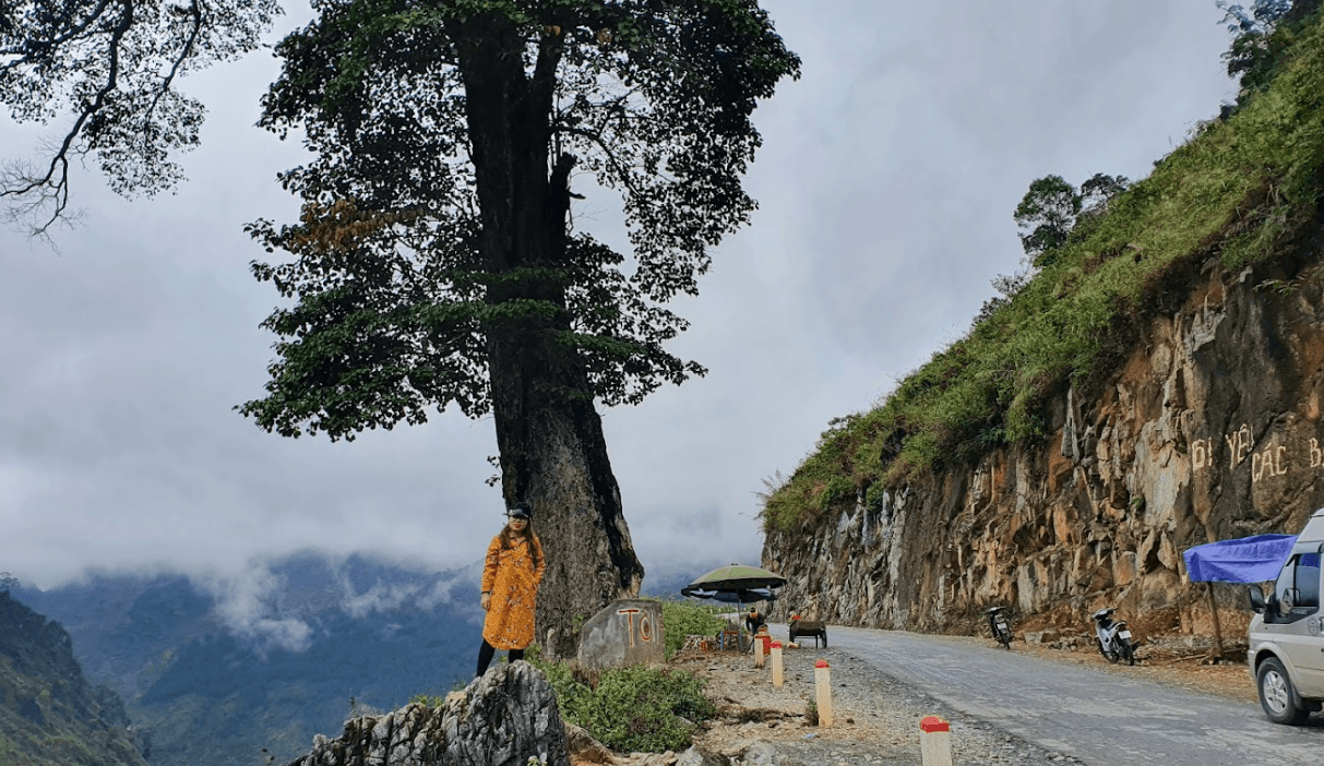 Cây cô đơn Hà Giang - Quản Bạ - Hà Giang