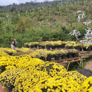 Vườn Hoa Suối La La - Hướng Hóa - Quảng Trị