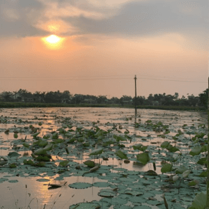 Kim Giao Lotus Lagoon - Đầm Sen Kim Giao - Hải Lăng - Quảng Trị