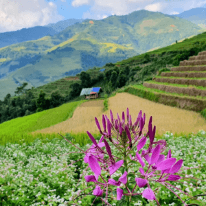 Đồi Mâm Xôi La Pán Tẩn
