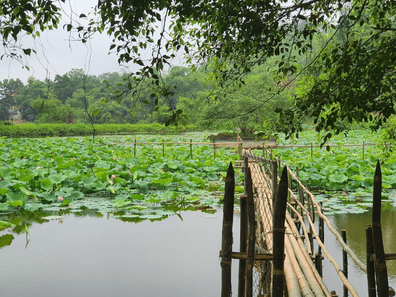 Đầm Sen Chùa Phổ Linh - Yên Sơn - Tuyên Quang