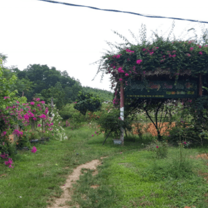 Thung lũng hoa ven hồ Yên Bái
