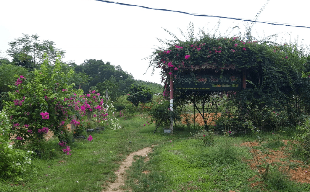 Thung lũng hoa ven hồ Yên Bái