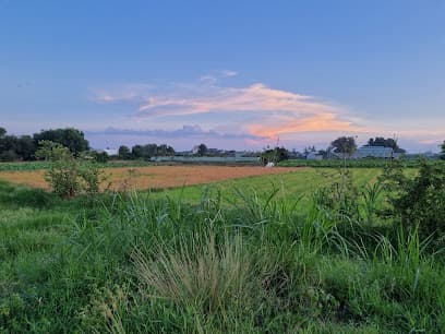 Cù lao Thạnh Hội