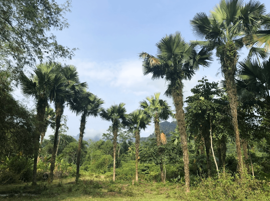 Rừng Cọ Palm - Na Hang - Tuyên Quang