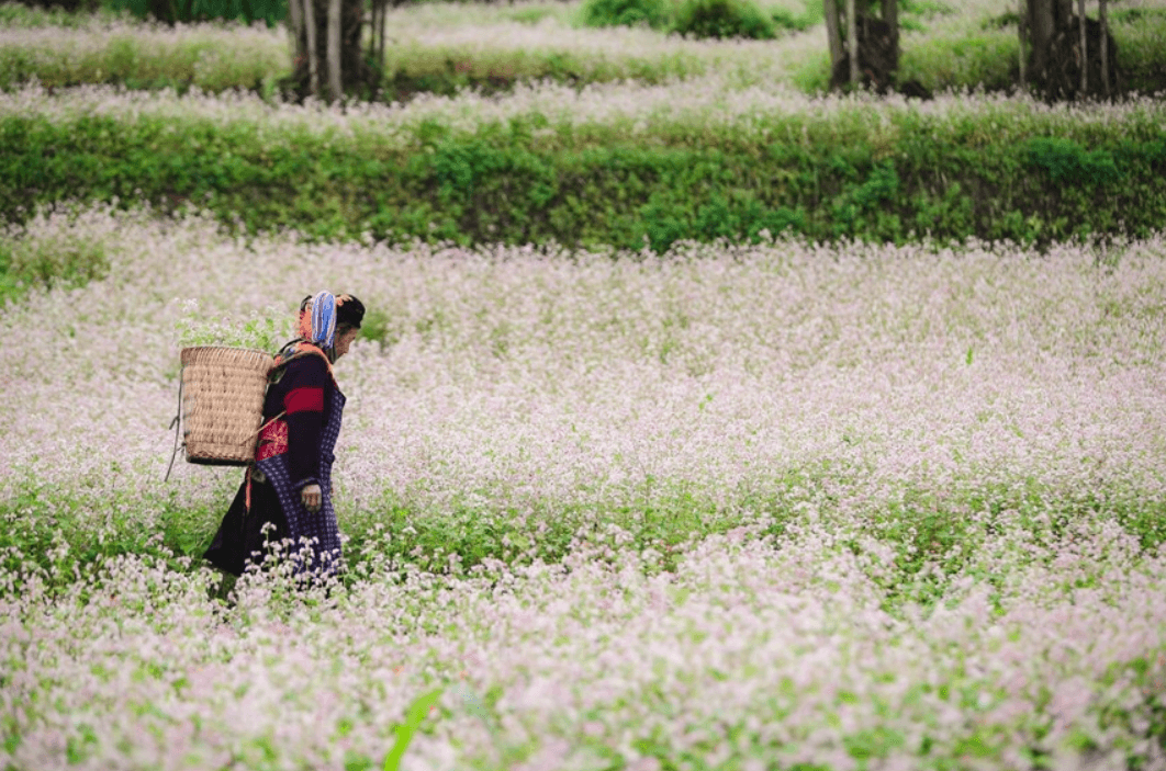 Cánh đồng hoa tam giác mạch - Đồng Văn - Hà Giang