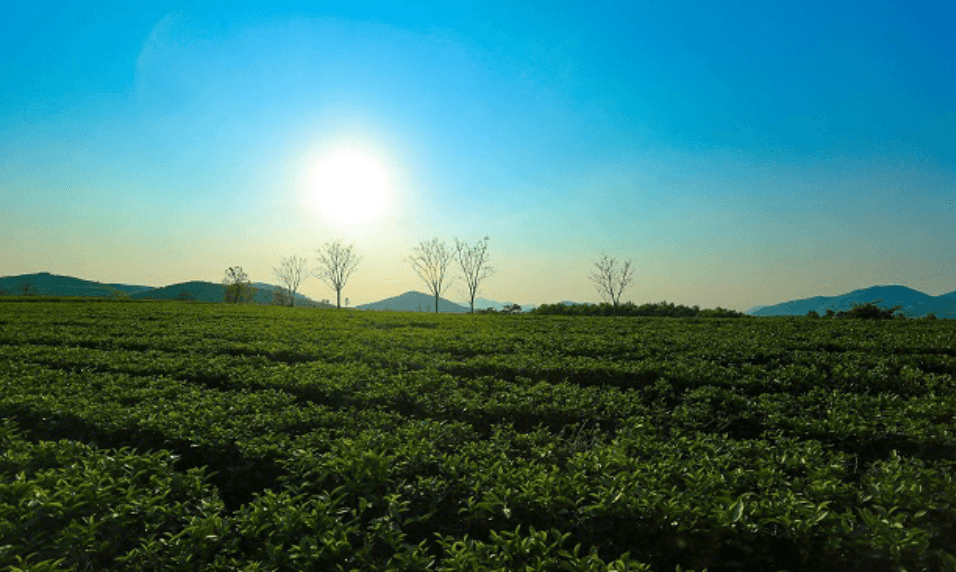 Đồi Chè Kỳ Trung - Kỳ Anh - Hà Tĩnh