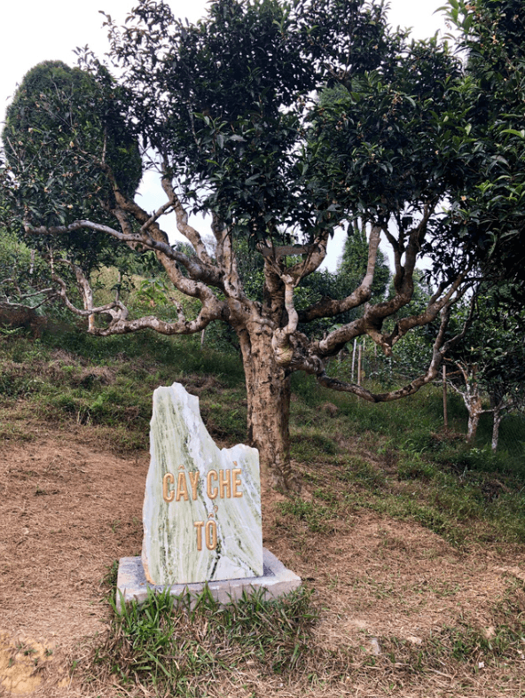 Cây trà Tổ Suối Giàng
