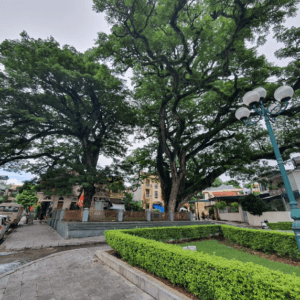 Hai cây Lim cổ thụ - Yên Hưng - Quảng Ninh