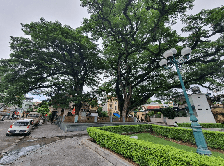 Hai cây Lim cổ thụ - Yên Hưng - Quảng Ninh
