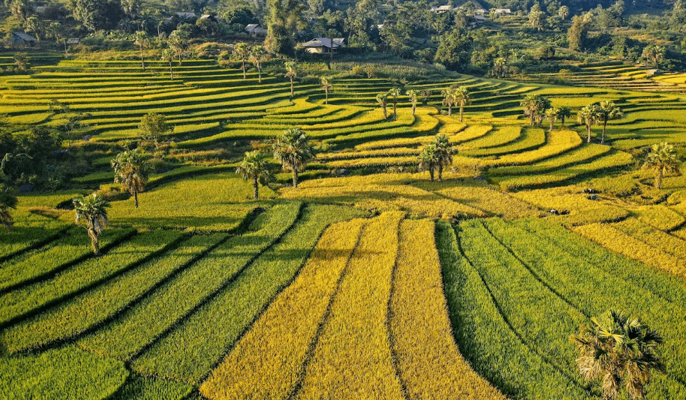 Bản Tèn - Ruộng bậc thang hoa Tam giác mạch - Đồng Hỷ - Thái Nguyên