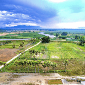 Hàng cọ Trường Trung - Nông Cống - Thanh Hoá