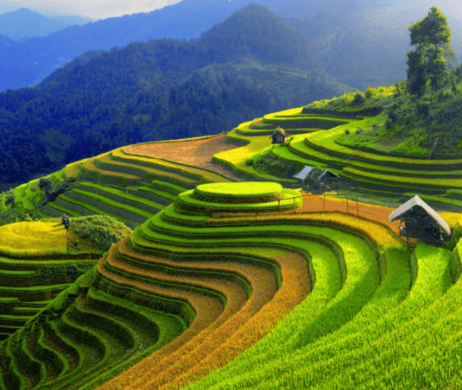 Ruộng bậc thang Mù Cang Chải
