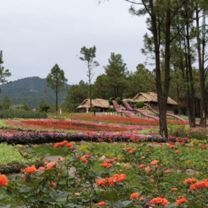Công viên hoa Yên Trung Lake - Uông Bí - Quảng Ninh