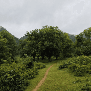 Rừng hạt dẻ - Trùng Khánh - Cao Bằng
