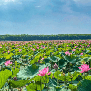 Đầm sen Trường Phước - Hải Lăng - Quảng Trị