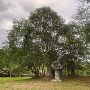 Cây Đa Tân Trào - Sơn Dương - Tuyên Quang