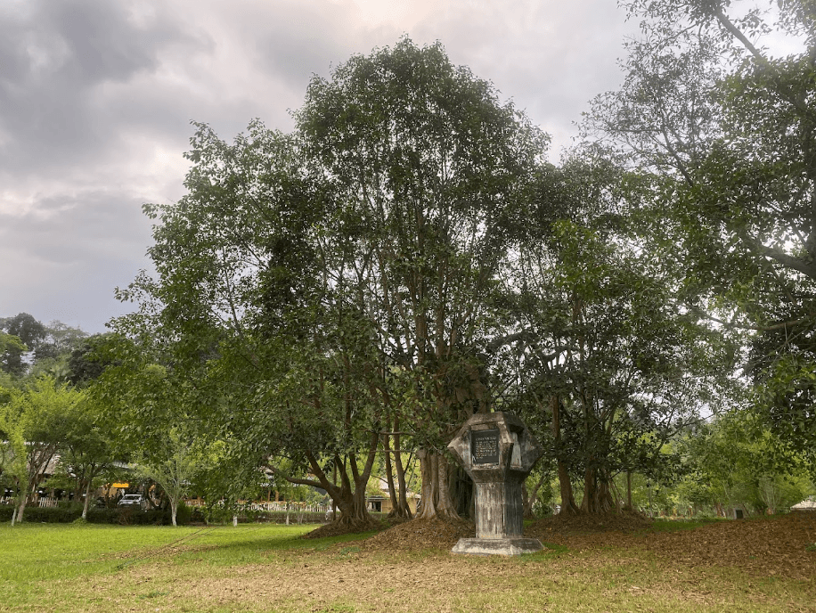 Cây Đa Tân Trào - Sơn Dương - Tuyên Quang