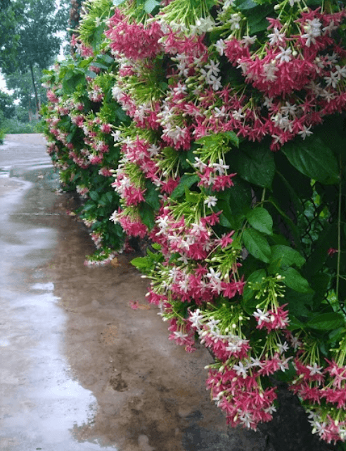 BẢO NGUYÊN Rose Garden - Yên Thế - Bắc Giang