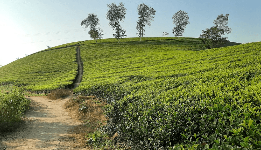Đồi chè Ông Hợi - Tân Sơn - Phú Thọ