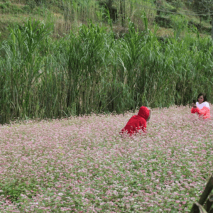 Vườn hoa Tam Giác Mạch - Đồng Văn - Hà Giang
