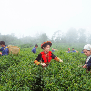 Đồn điền chè kolia - Nguyên Bình - Cao Bằng