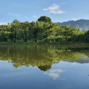 Hồ câu Đập Nguyễn - Cẩm Khê - Phú Thọ