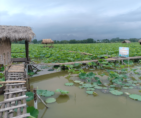 Đầm sen Tâm Vân, Quang Châu - Việt Yên - Bắc Giang