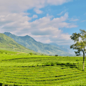 Đồi chè Tân Uyên - Lai Châu