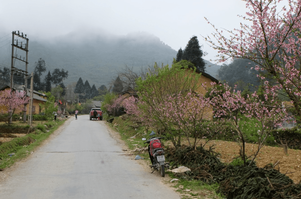 Điểm ngắm Hoa đào Phố Cáo - Đồng Văn - Hà Giang