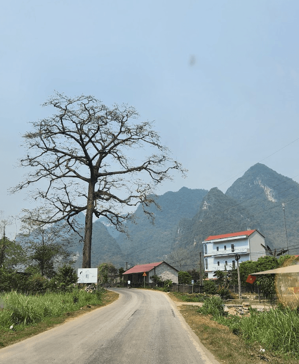 Cây Gạo di sản - Quảng Uyên - Cao Bằng