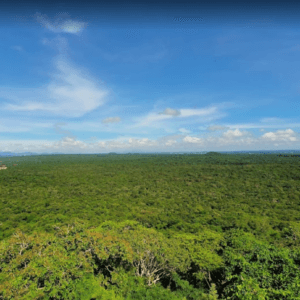 Rừng Nguyên Sinh Phước Bửu