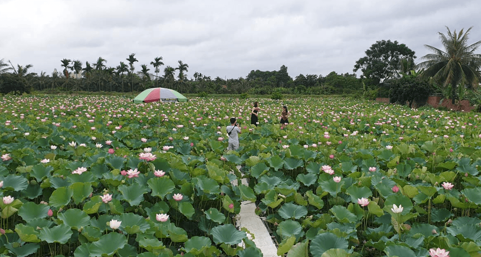Đầm Sen Đông Triều (Điệp Hường) - Đông Triều - Quảng Ninh