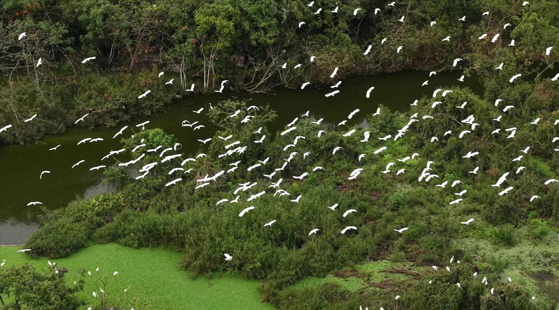 Thung Nham Bird Garden Guide: Discovering the Secret "Vertical Aviary" of Ninh Binh