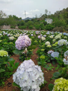 Vườn hoa Cẩm Tú Cầu tọa lạc tại Mộc Châu