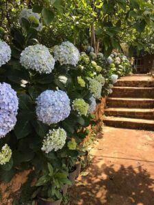 Vườn hoa Cẩm Tú Cầu tọa lạc tại Mộc Châu