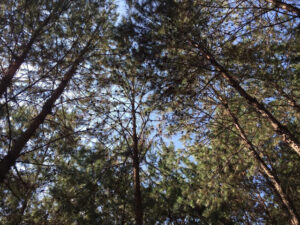 Đồi Thông Tả Lèng