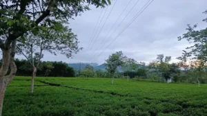 Đồi chè Hương Trà