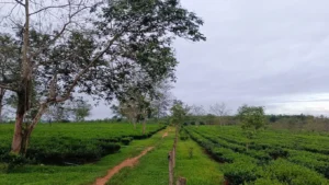 Đồi chè Hương Trà