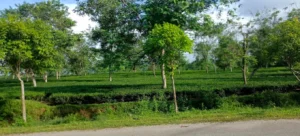 Đồi chè Hương Trà