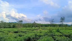 Đồi chè Hương Trà