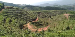 Trang trại hồ Mường Bi