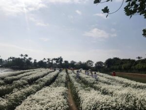 Vườn cúc họa mi Dũng Hương