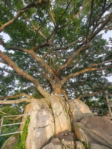 Đỉnh Cây Đa