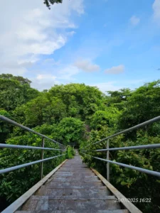 Đỉnh Cây Đa