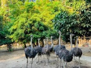 Khu Du Lịch Đồi Tức Dụp